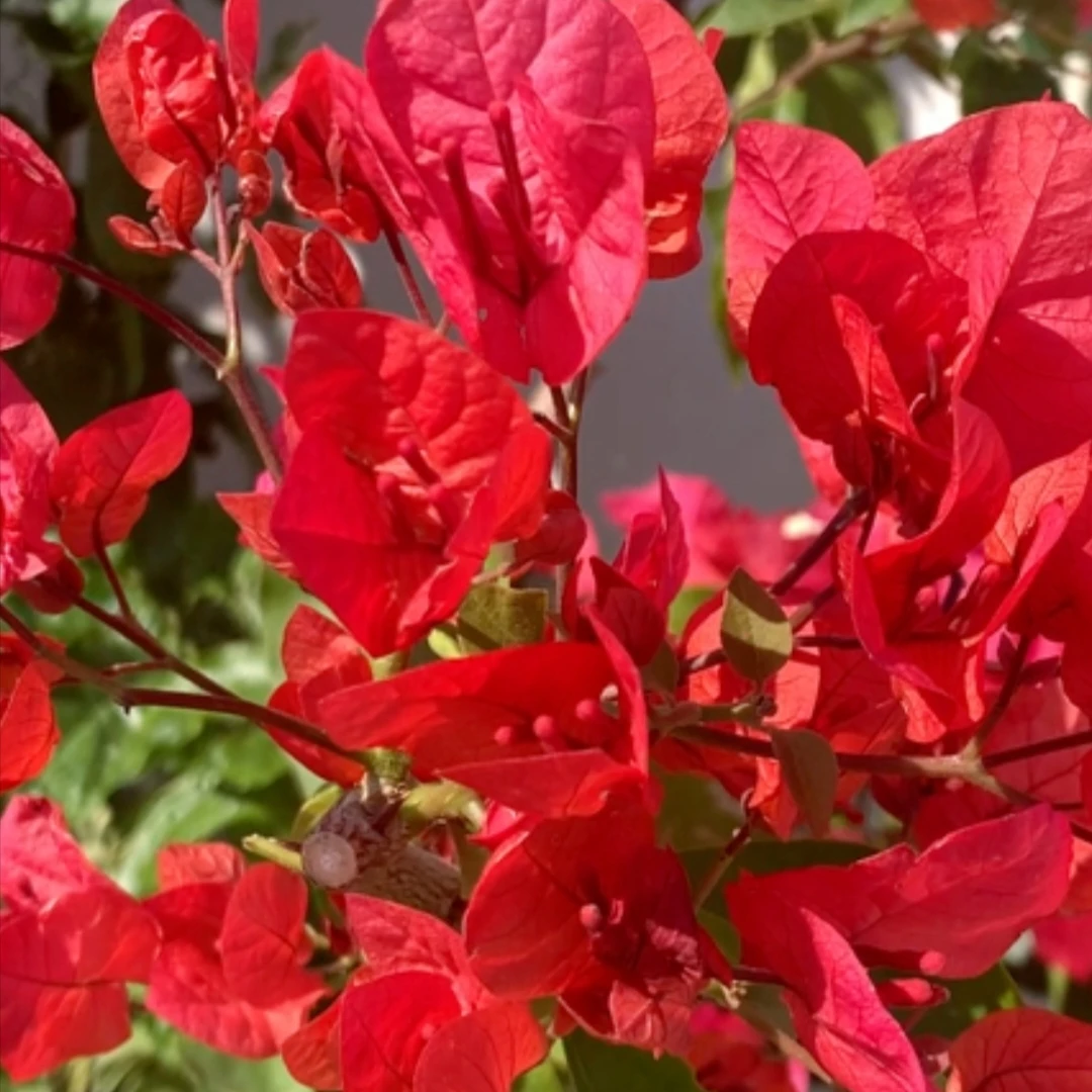 三角梅树桩凤仙花，栽培，盆景天气，一物一拍若昂佩德罗粉红豹