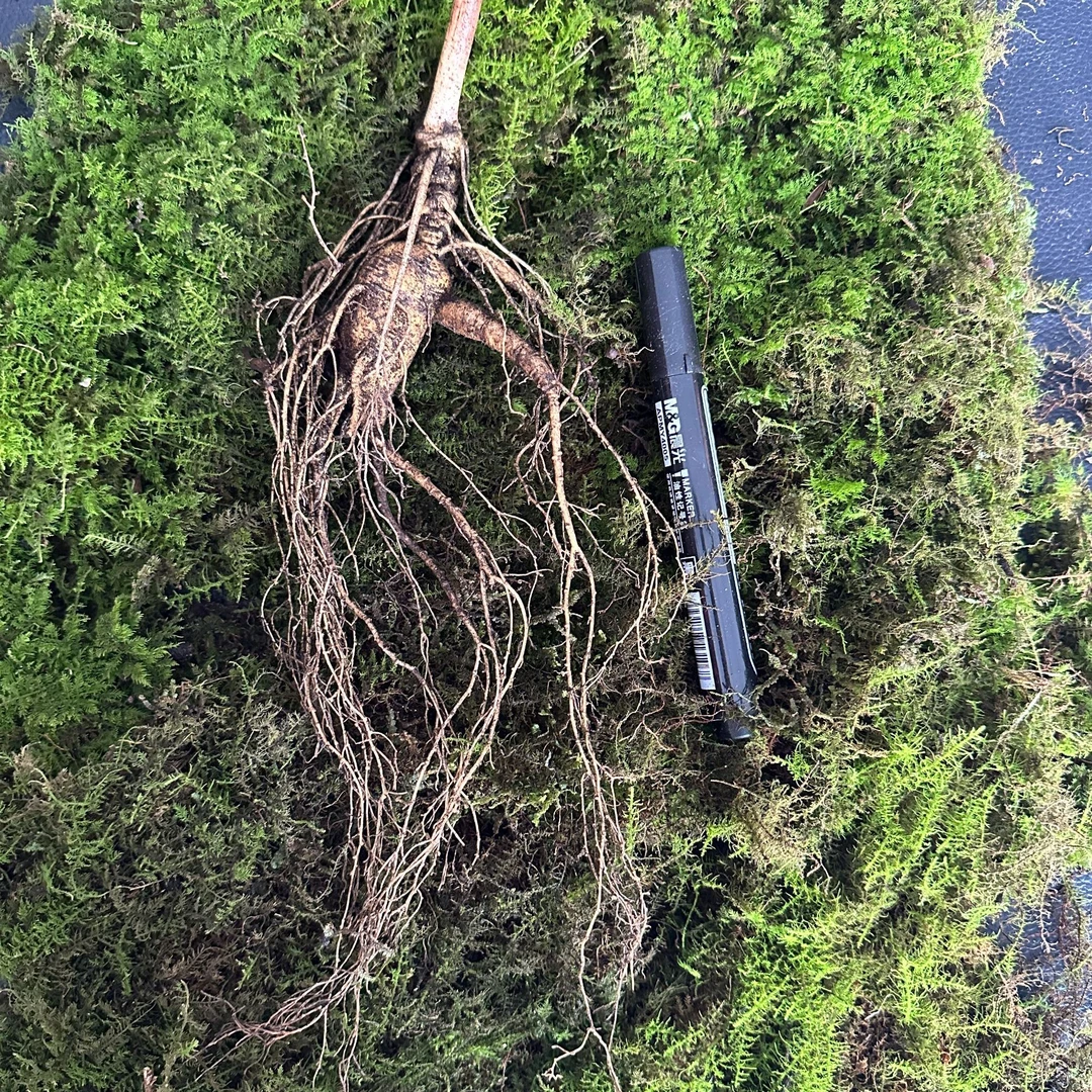 【丛胖】正宗长白山林下参 单根 泡酒 煲汤