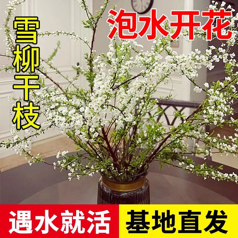 雪柳干枝支水养插花水培绿植物鲜花卉室内盆栽好活泡水开花