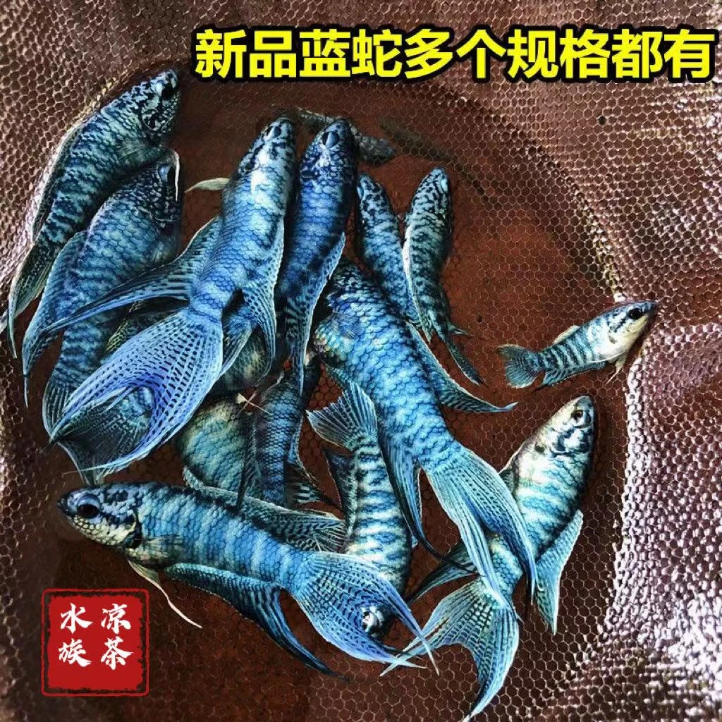 中国斗鱼蓝蛇斗鱼