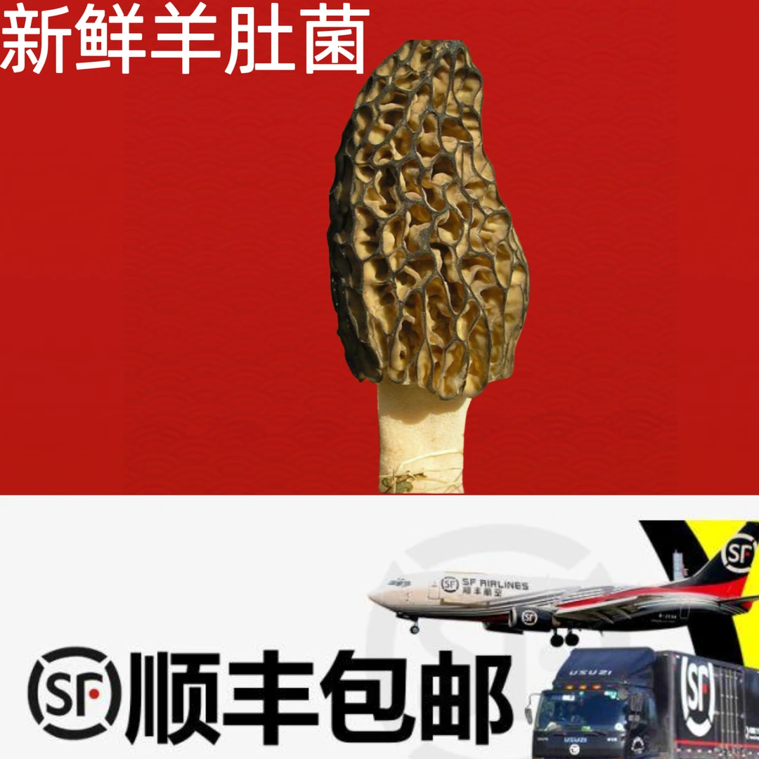 新鲜羊肚菌高海拔肉厚当季新鲜250克试吃装