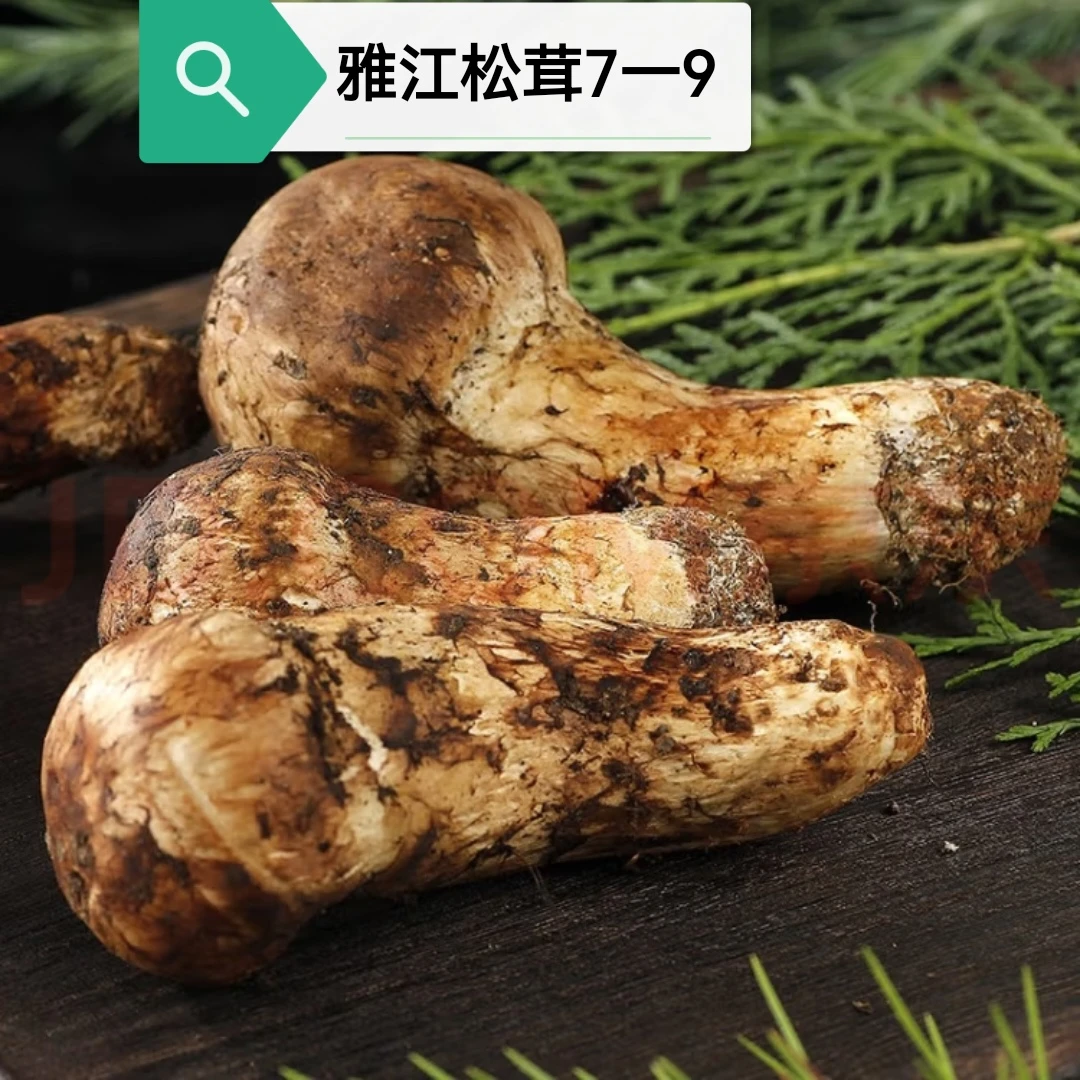 新鲜松茸7一9香格里拉雅江稻城松茸精选500克1000克松树菌