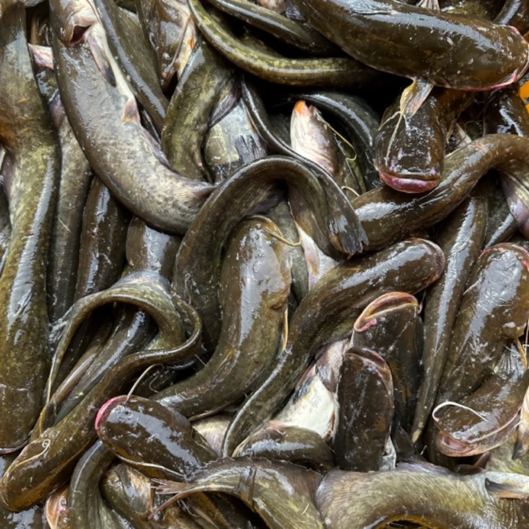 东北冷水江鲶鱼8斤包邮