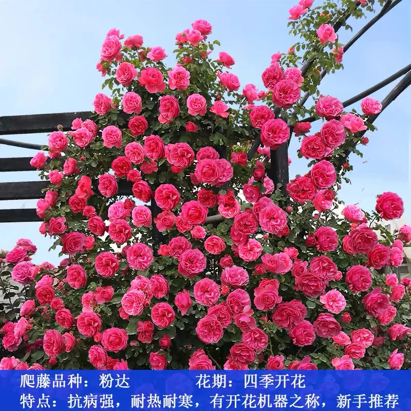 粉色达芬奇1米左右带花苞发货开花机器