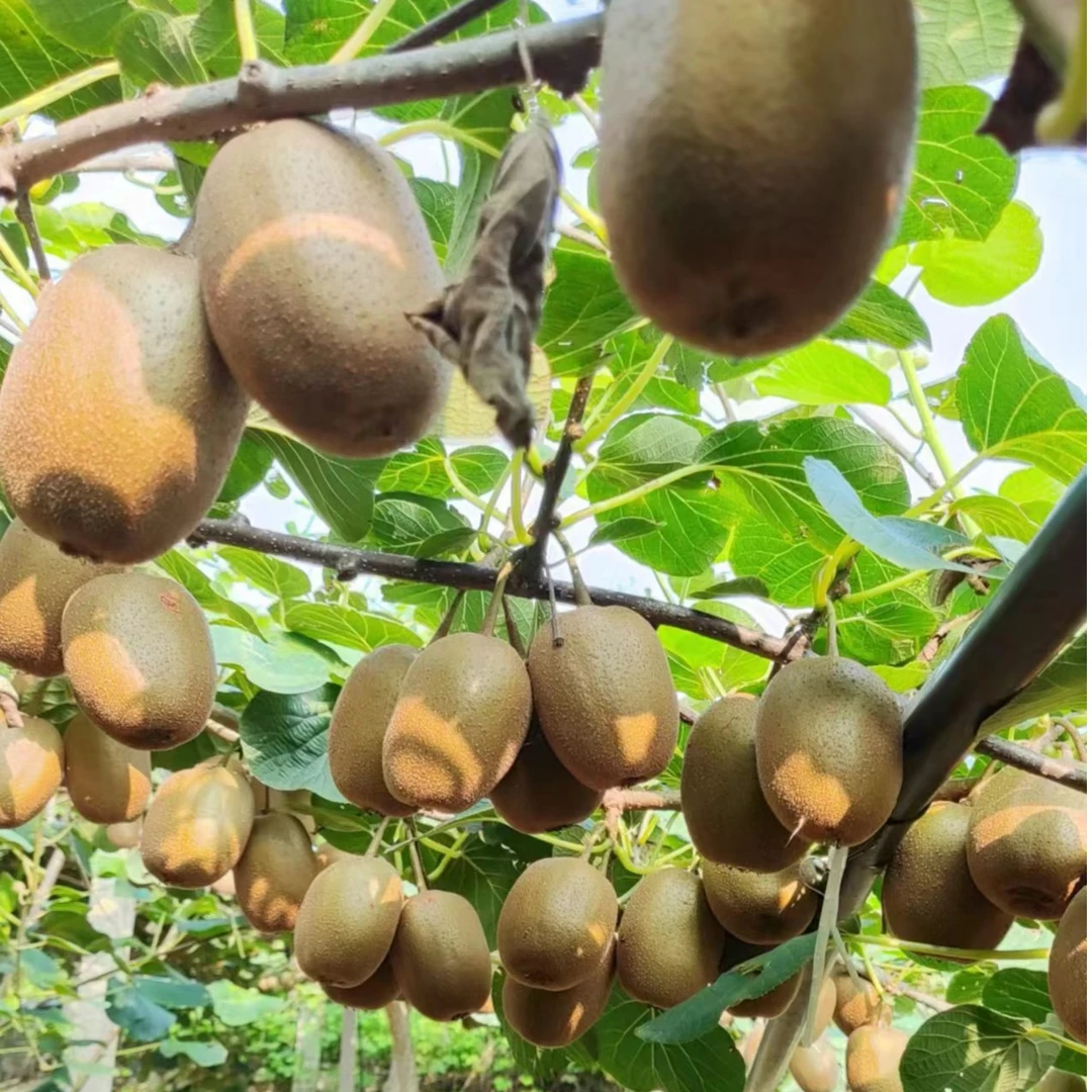 正宗博山源泉碧玉猕猴桃山东省外专拍包邮5斤装10斤装淄博特产