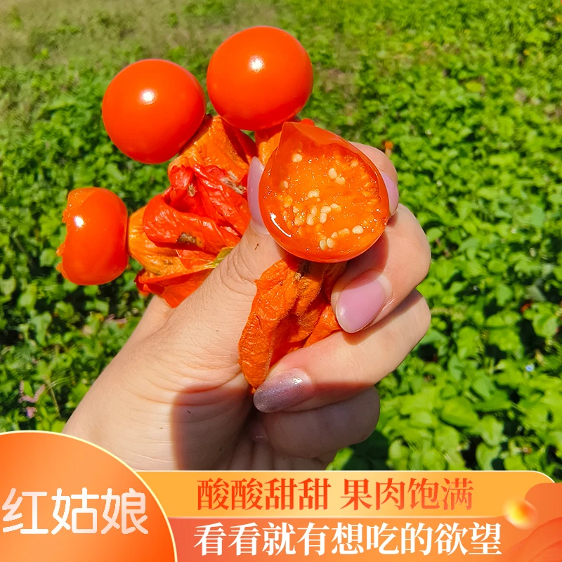 苦菇娘红姑娘果酸浆产地长白山特产灯笼果锦灯果多汁美味红菇娘果