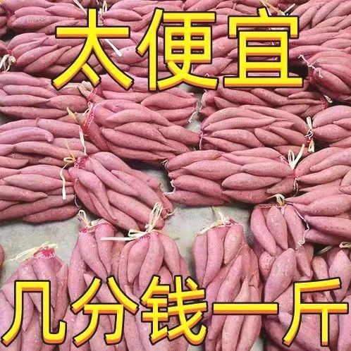 【小君】】沙地蜜薯红薯新鲜现挖板栗薯糖心西瓜红番薯地瓜批发