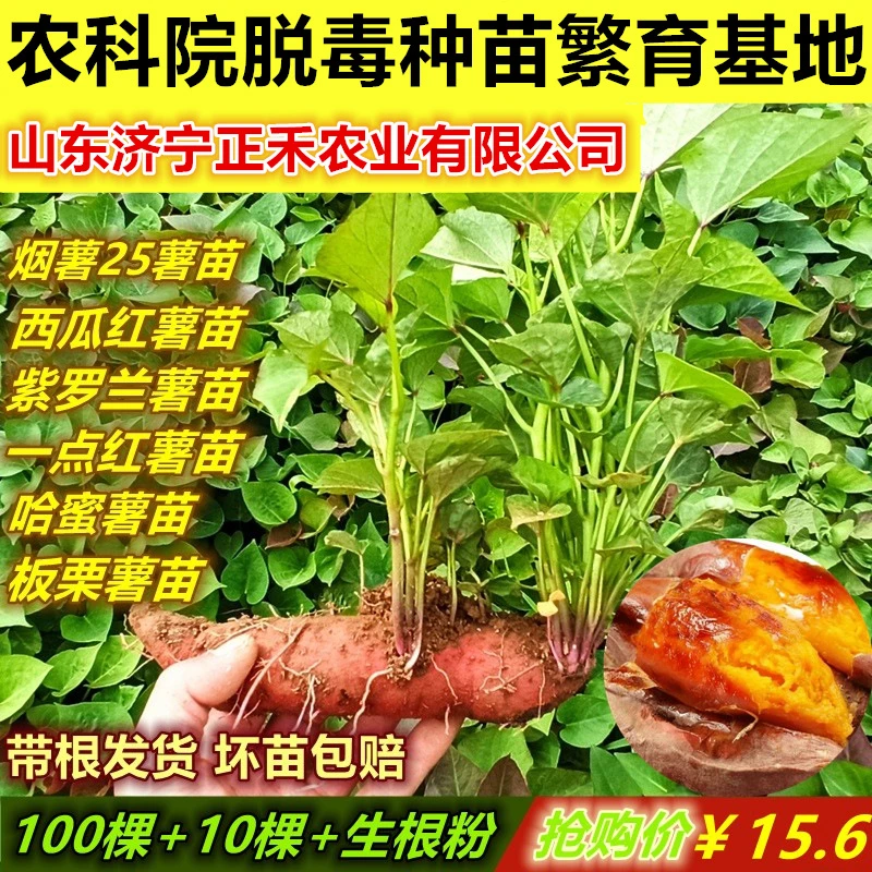 【小君】蜜薯苗紫薯苗西瓜红秧苗山东烟薯苗红薯苗一点红薯苗棵