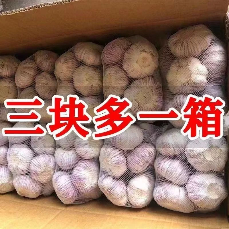 【小君】【】蒜头干蒜干蒜蒜头河南农家大蒜优选紫白皮蒜头干蒜农家新