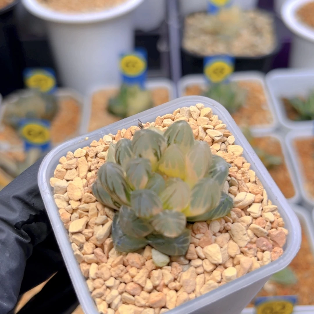 【闪购商品】霓虹灯