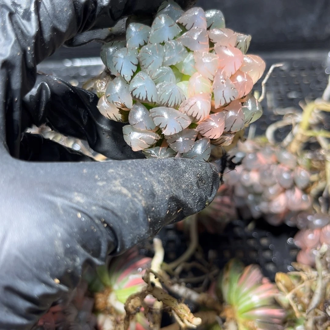 85.888899888888888888