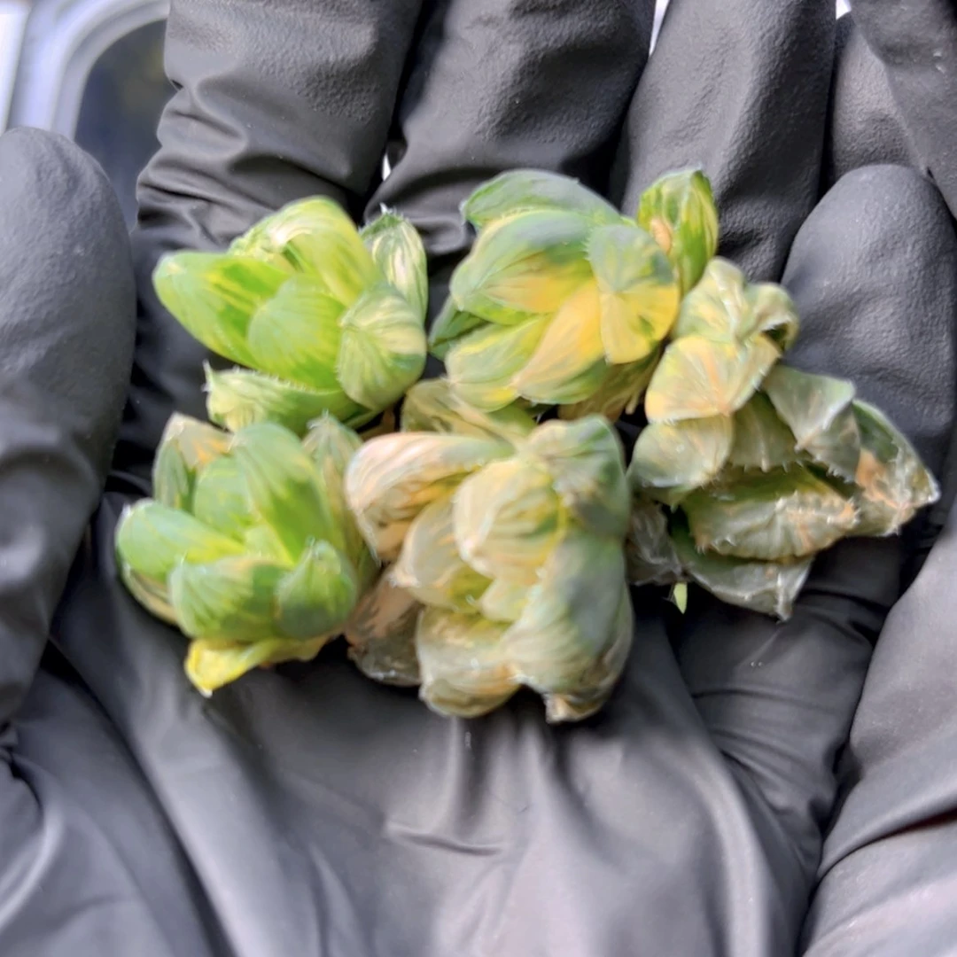 【闪购商品】om玉露锦