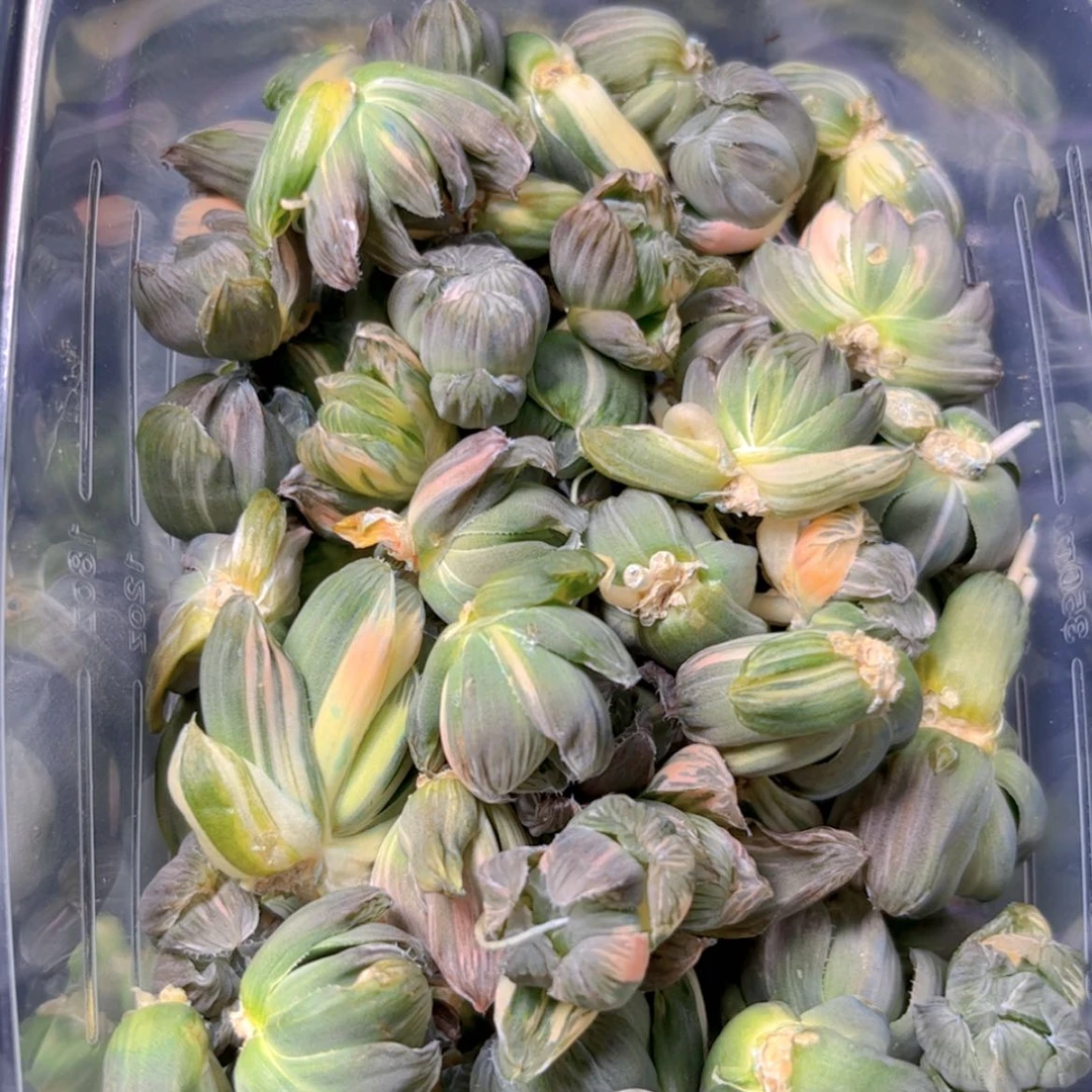 【闪购商品】冰灯丝锦10锦