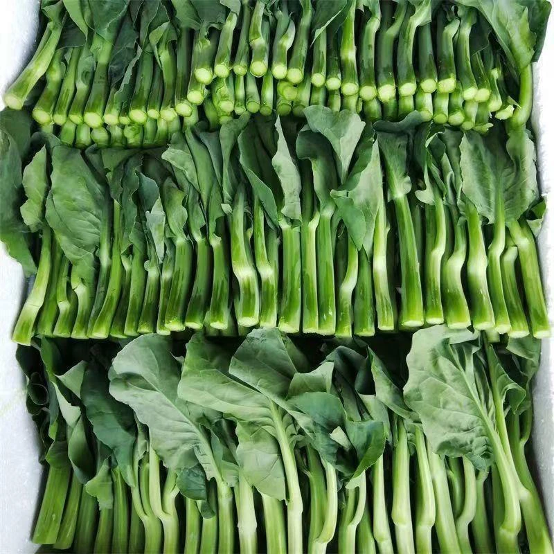 广东潮汕新鲜蔬菜现摘现发小芥兰大芥蓝芥兰农家蔬菜现摘现发