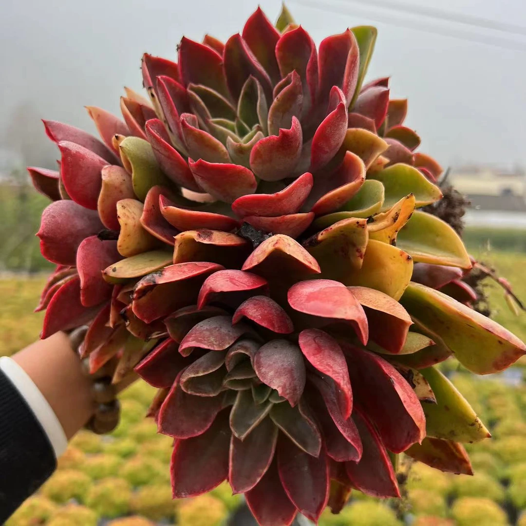 零花钱多肉   地栽琼斯  15.8#  dy  多肉植物