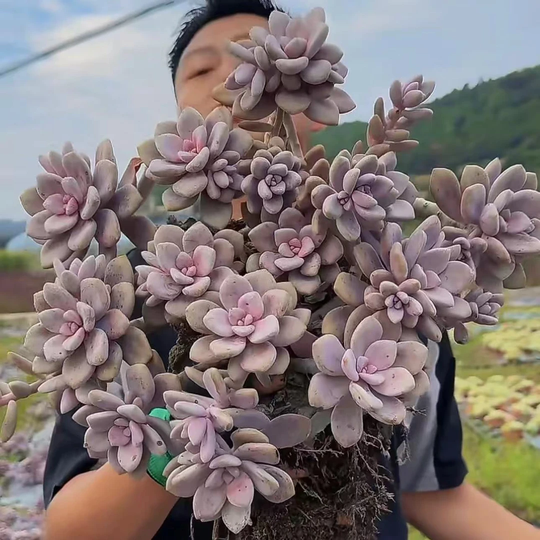 零花钱多肉   地栽桃精灵      公园   多肉植物  种植  施肥