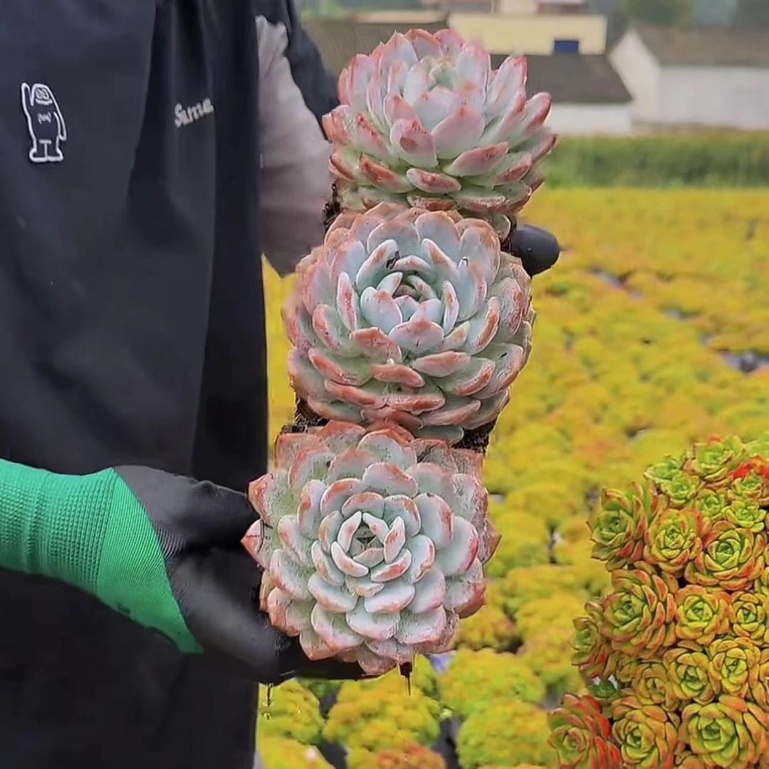 零花钱多肉  橙梦露    三棵   多肉植物   施肥  种植