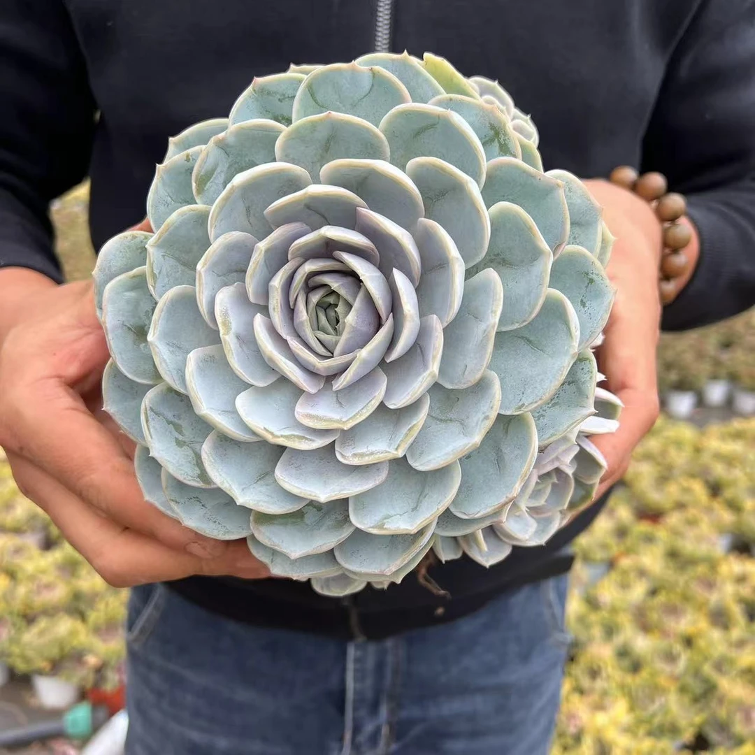 零花钱多肉   蓝色惊喜      多肉植物   施肥  叶层多