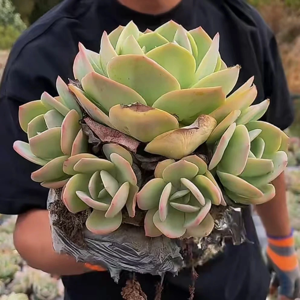 零花钱多肉地栽白凤公园多肉植物