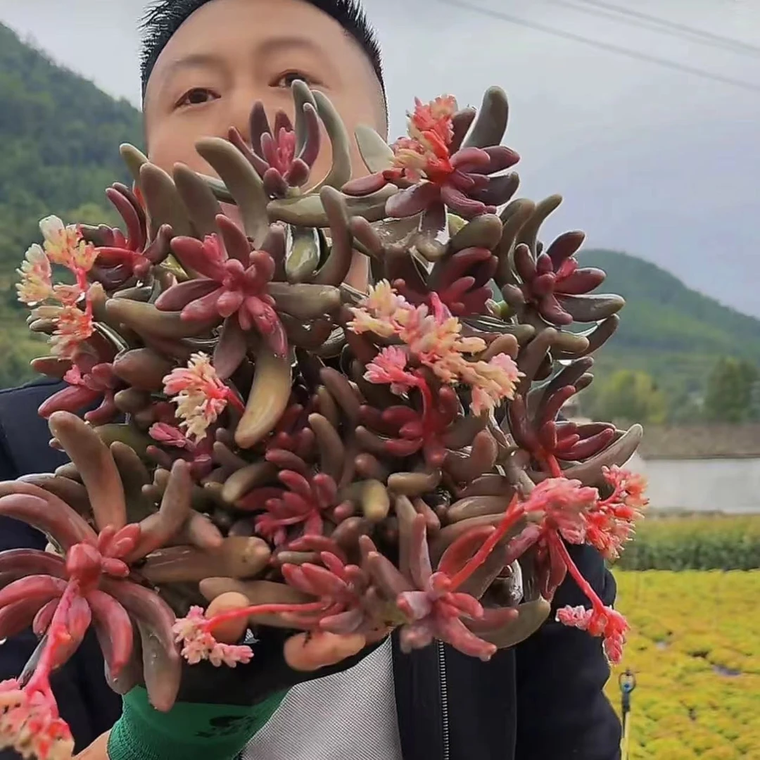 零花钱多肉  加仑盆红手指整群生     多肉植物   种植