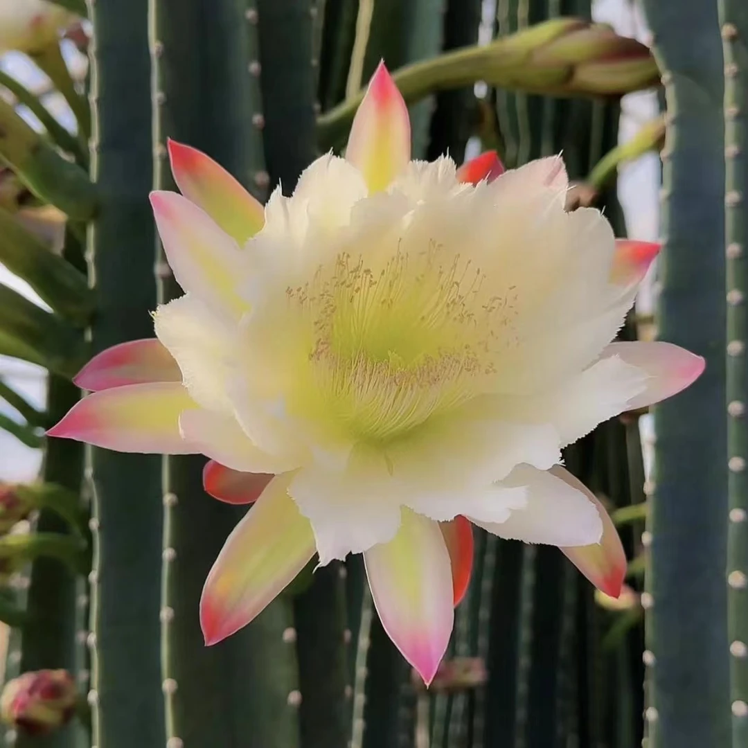 量天尺 50-70-120cm组合    仙人掌科 简单  种植     新手好养