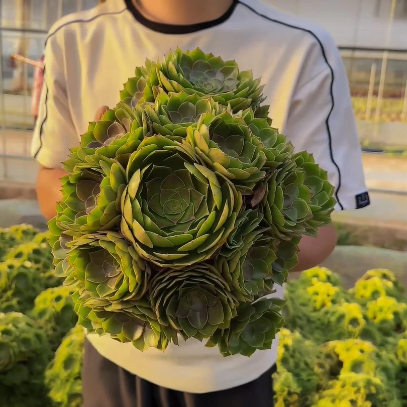 零花钱多肉   地栽万圣节法师   23.8#   法师专场  多肉植物