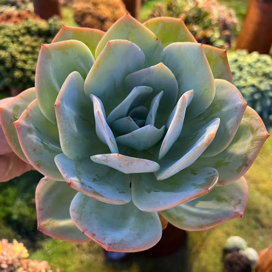 零花钱多肉  盆栽白凤    多肉植物   新手好养
