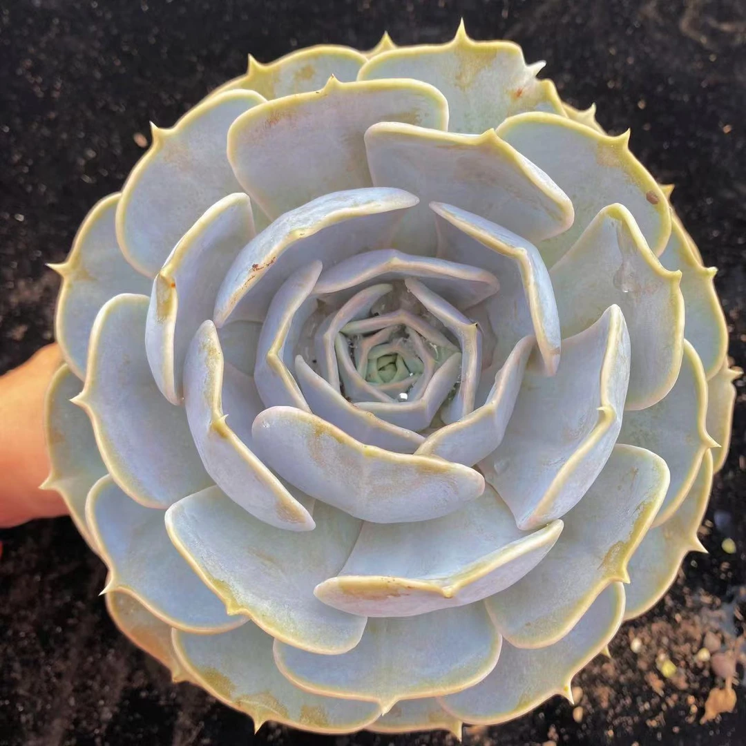 零花钱多肉 丽娜莲大单头 15.8元  多肉植物 新手好养 容易爆崽