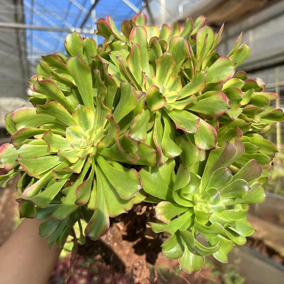 零花钱多肉   地栽佳丽法师   15.8#   法师专场   多肉植物