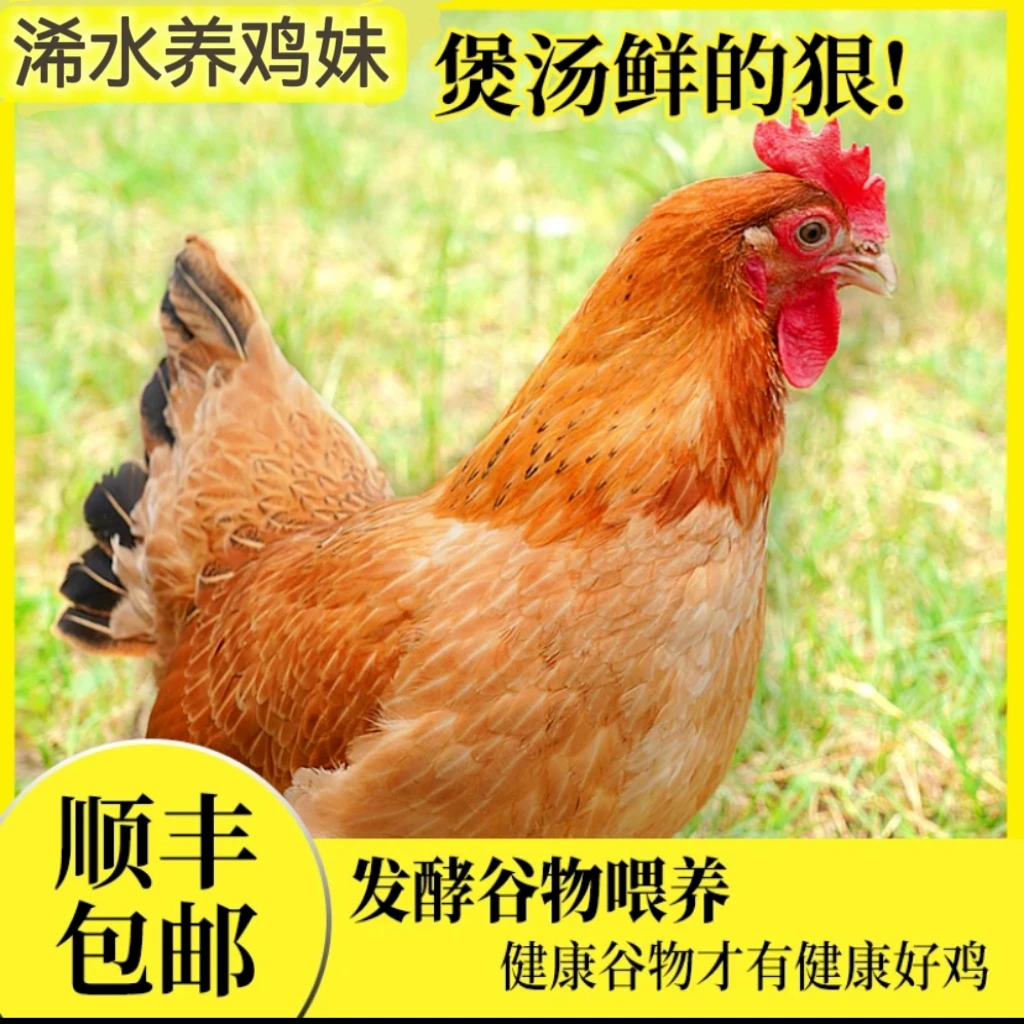 【养鸡妹精选】正宗跑山鸡 真空速冻包装 净重1500克 顺丰包邮