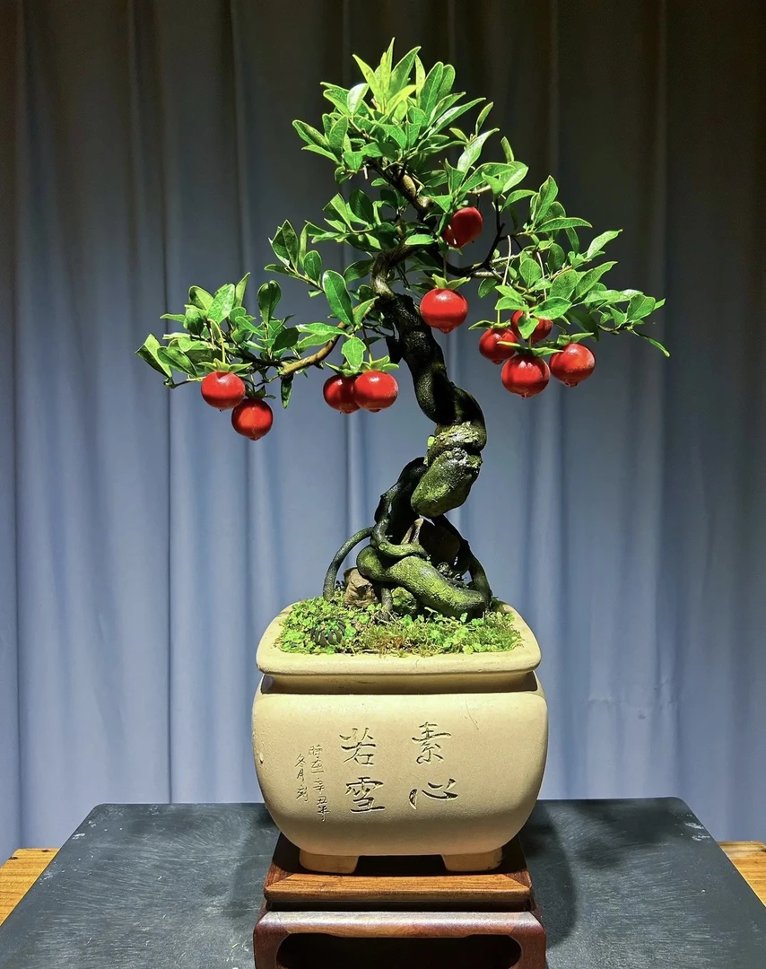 金弹子盆景基地直发