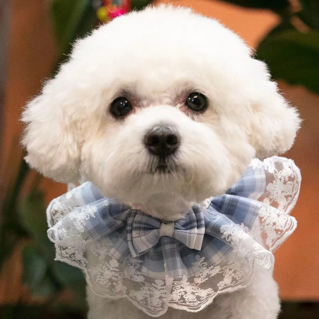 可爱猫咪项圈公主风蕾丝宠物口水巾狗狗装饰编织项圈宠物口水巾