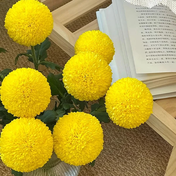 云南基地鲜花乒乓菊玫瑰百合郁金香直播间现场卖花阳台花价营养土