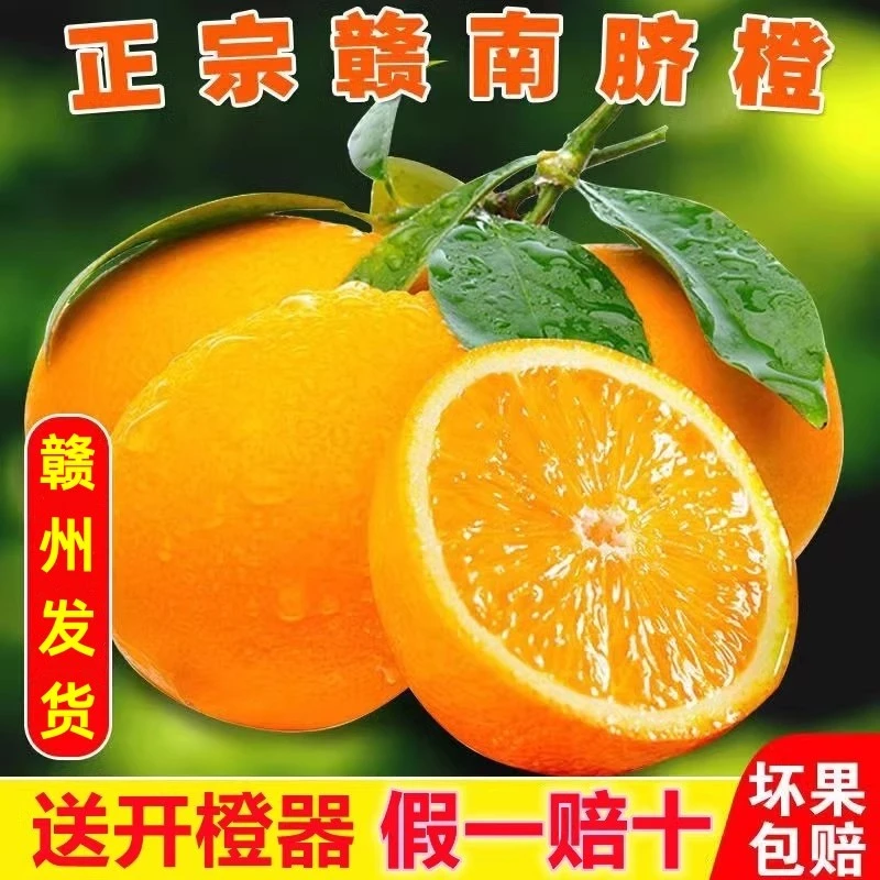 正宗赣南早脐橙精品新鲜橙子现摘江西赣州产地直发