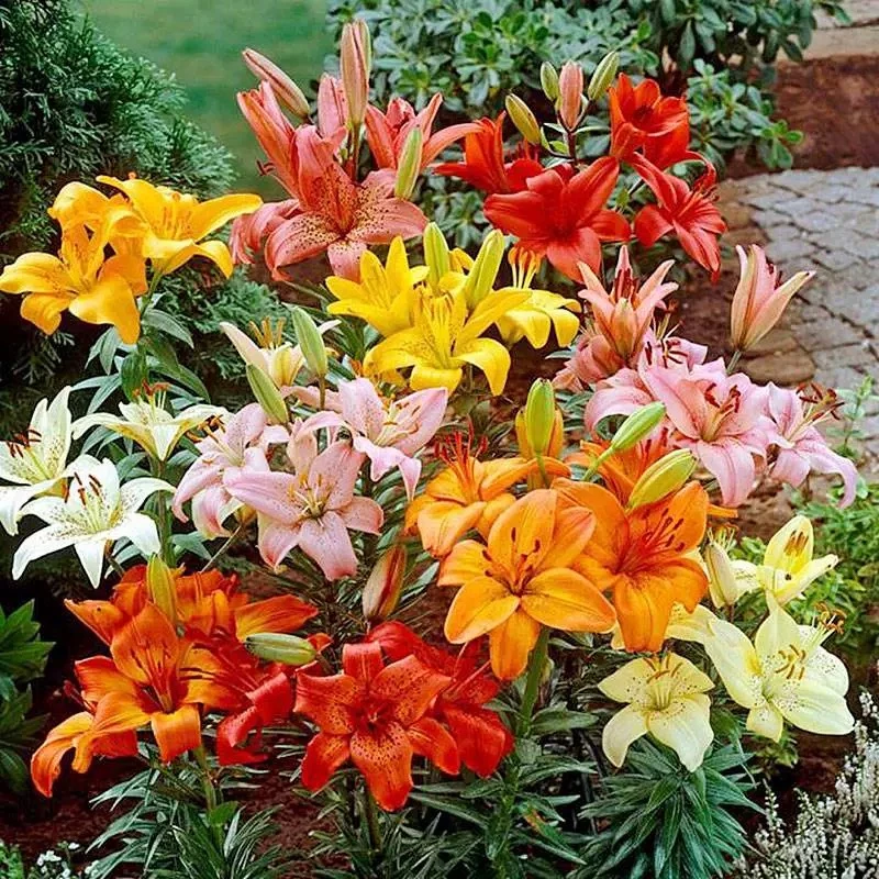 香水百合种球耐寒好养 室内盆栽庭院观花芳香百合花四季栽培