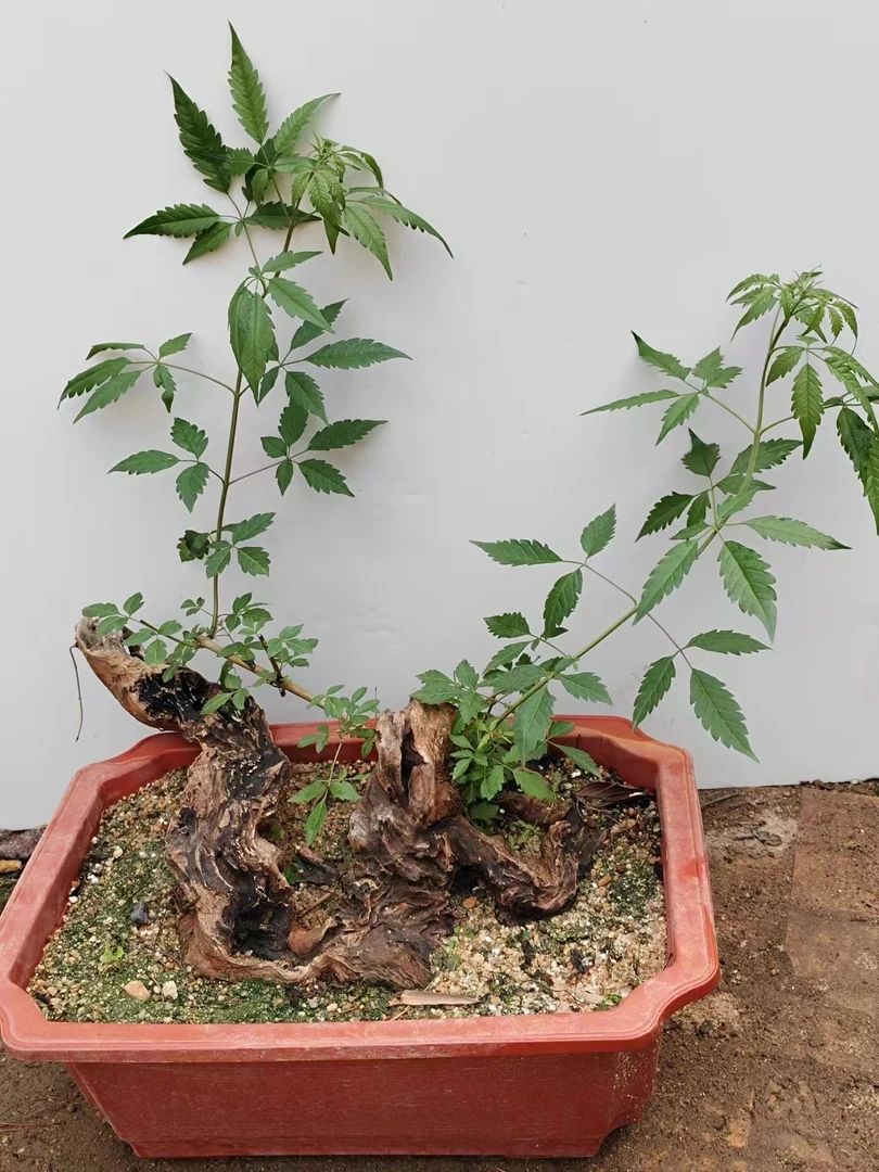 自家小院种植的黄荆