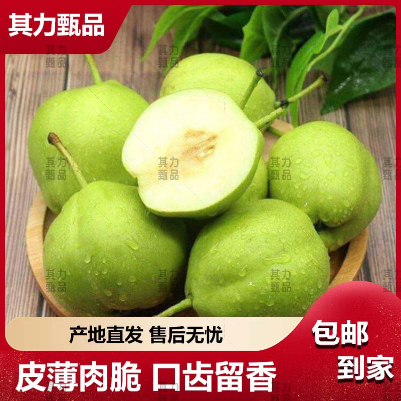 陕西正宗现摘新鲜早酥梨香甜酥脆多汁应季水果皮薄清脆口感细腻