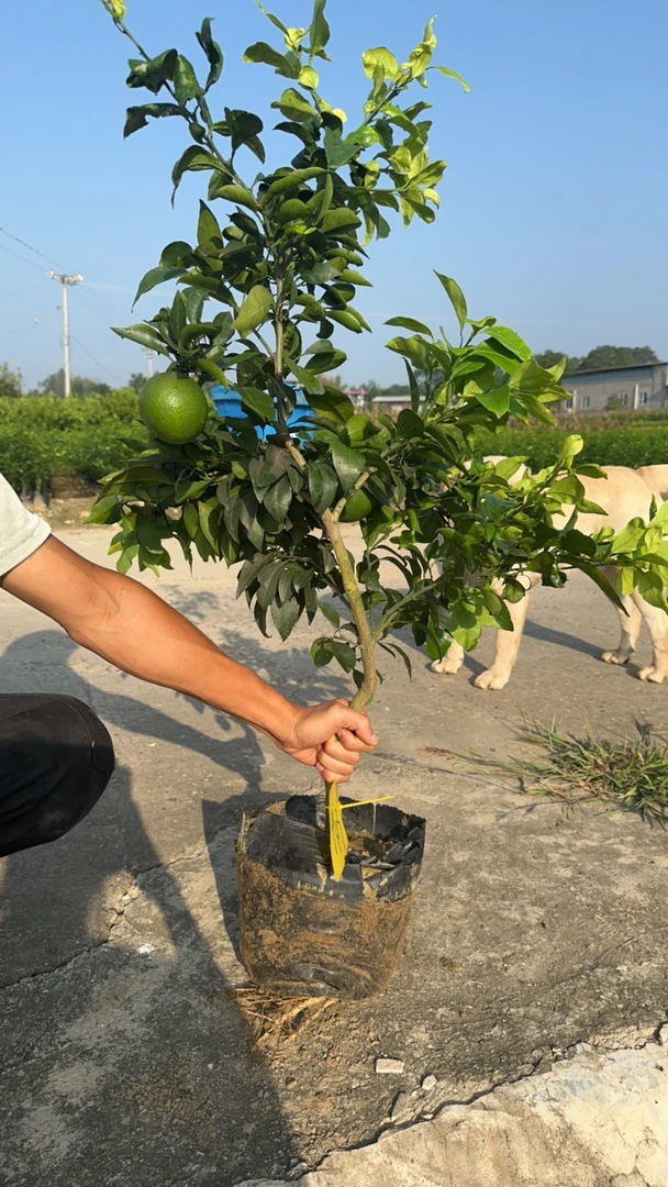 地栽 盆栽阳台 一物一拍 地栽阳台盆栽