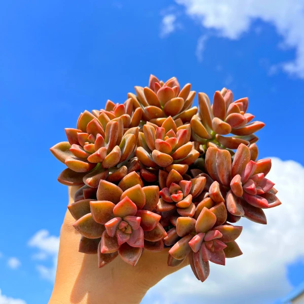 姬胧月 丸子多肉植物（带盆带土）新手好养阳台庭院盆栽好美哟