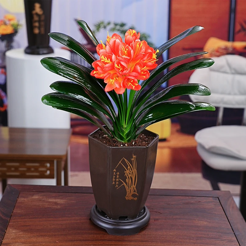 【带盆栽好】灿烂辉煌君子兰花卉植物室内易活绿植四季常青好养