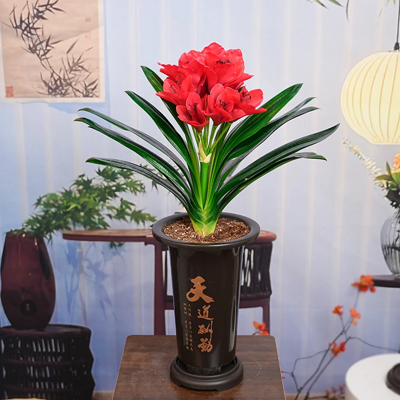 【精品红色大将军 】君子兰带盆带土室内易活绿植花卉四季常青好养