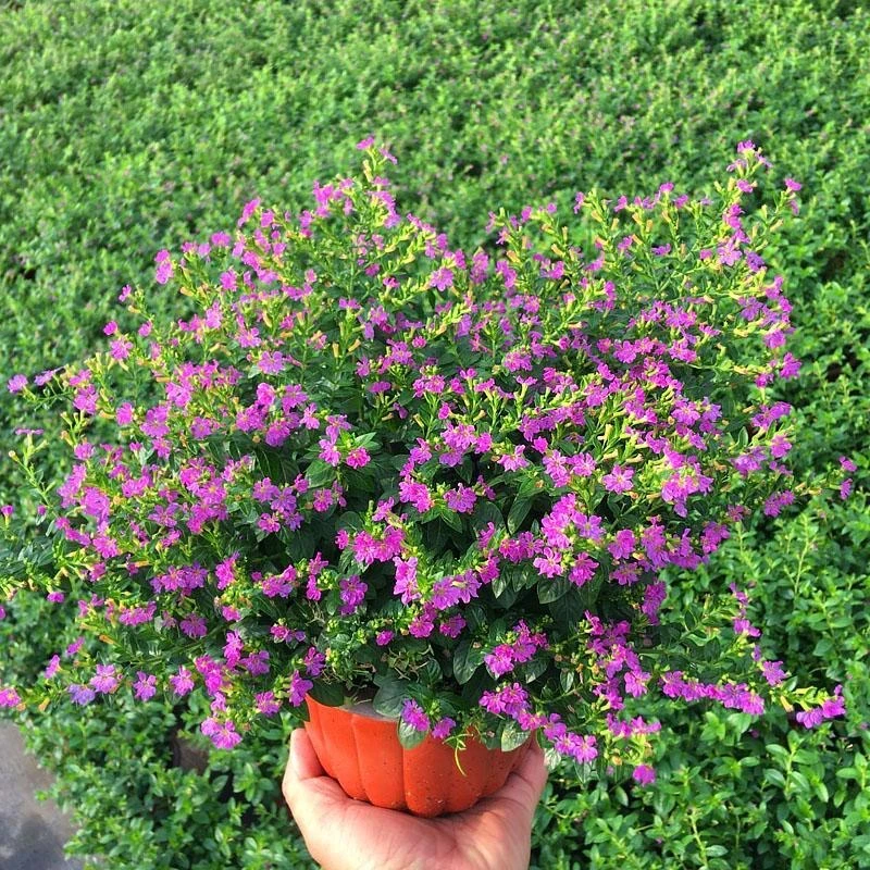 满天星盆栽四季开花室内客厅带盆栽好养带花苞发货观花植物常绿