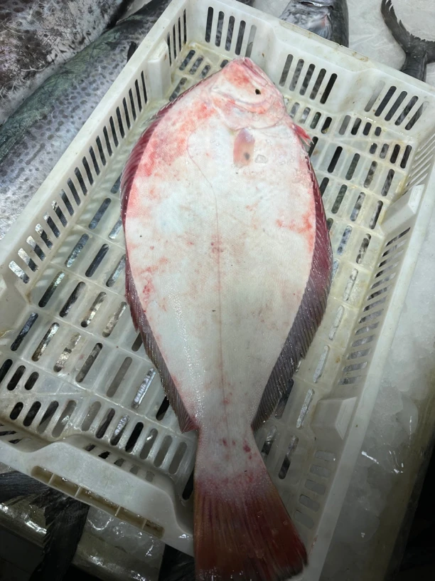 比目鱼压片鱼现称现拍专属链接 no退(左口、比目鱼)