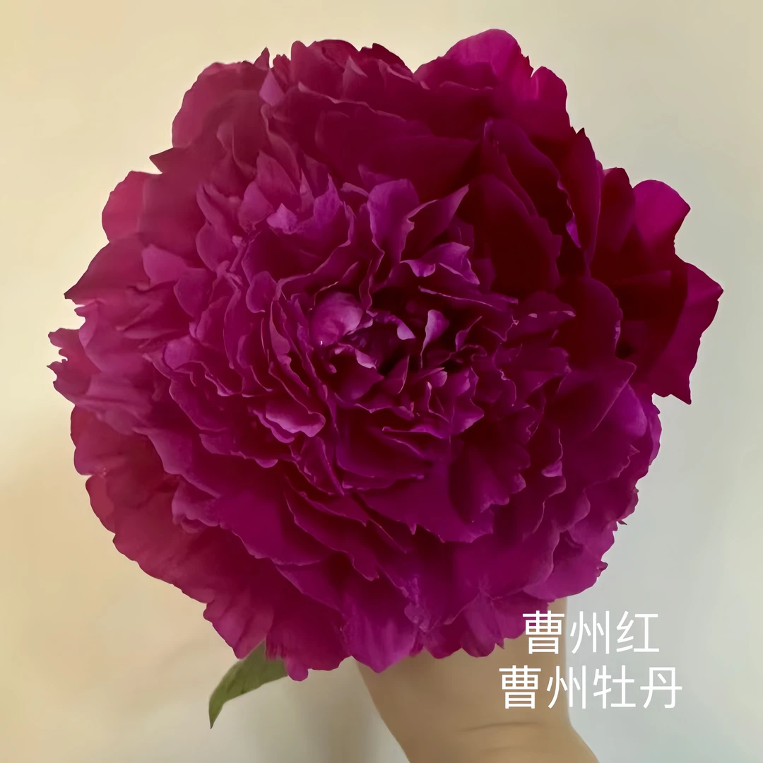 芍药【曹州红】先发肥料秋季发苗