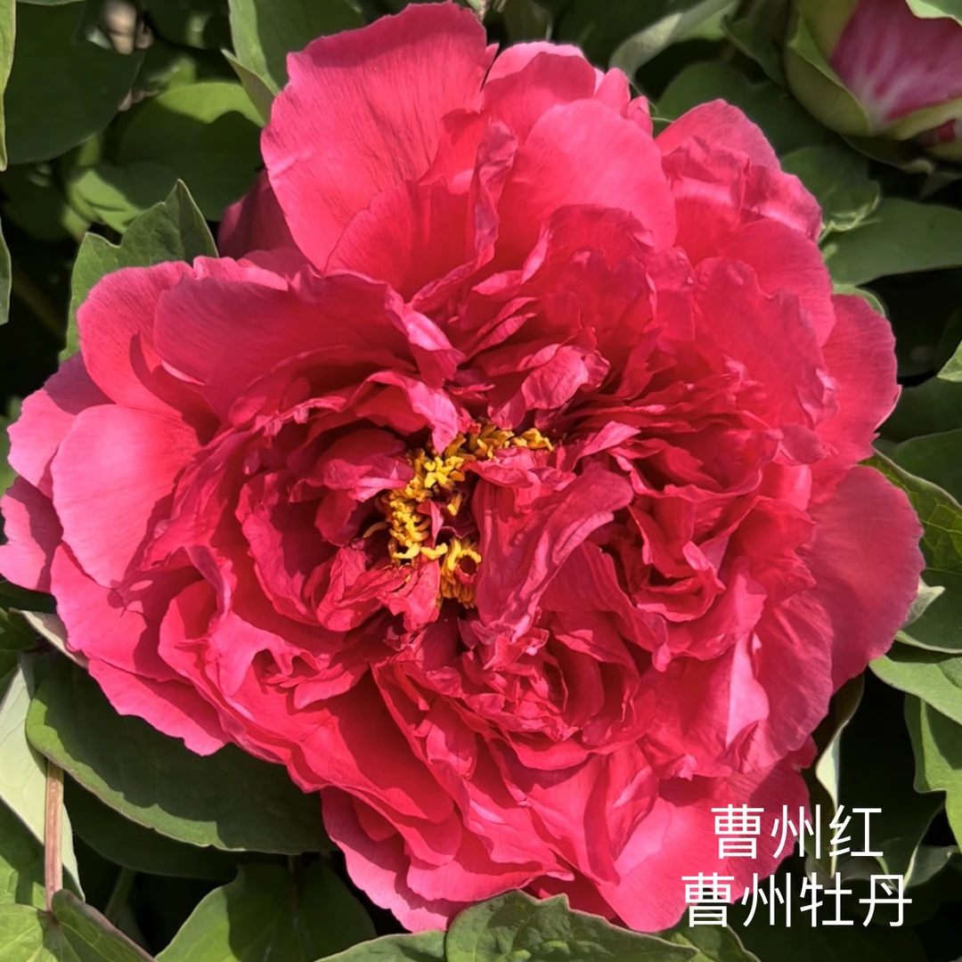 牡丹【曹州红】先发肥料 秋季发苗