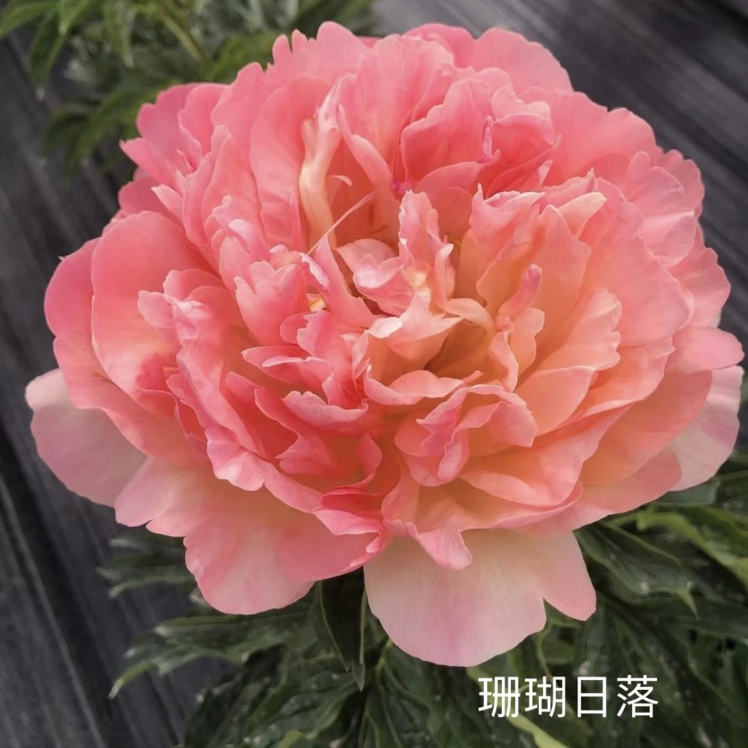 芍药【珊瑚日落】先发肥料秋季发苗