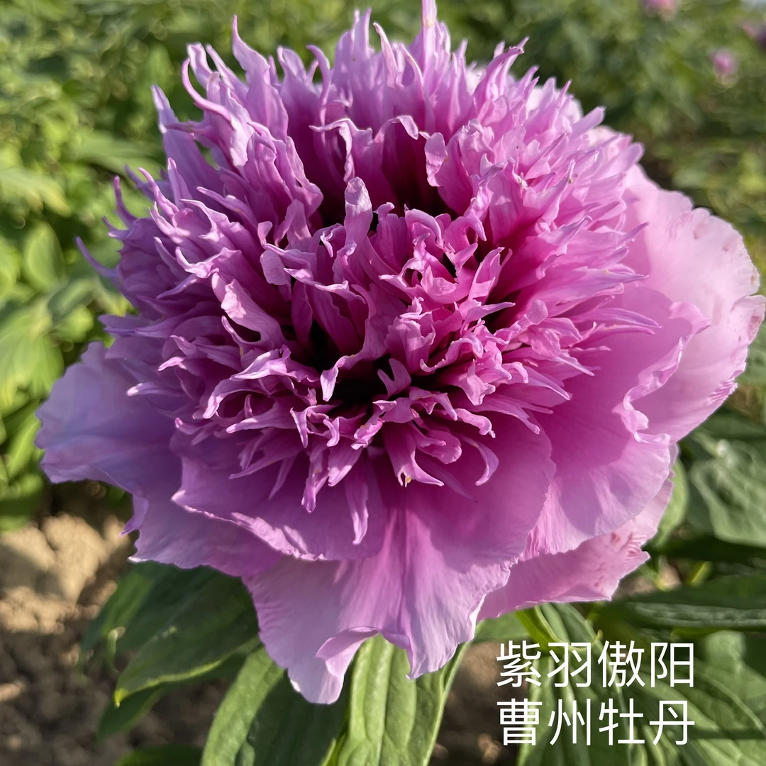 牡丹【紫羽傲阳】先发肥料 秋季发苗