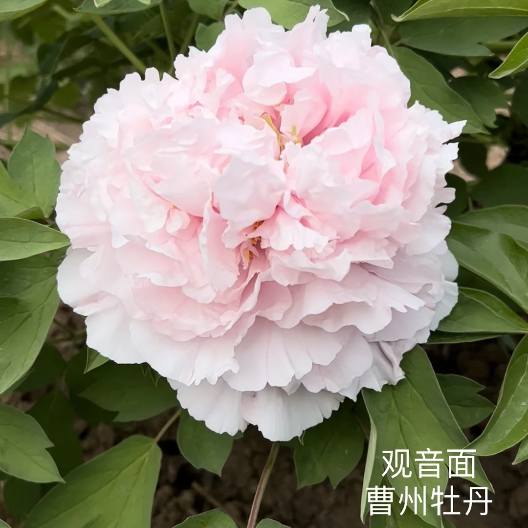 牡丹【观音面】先发肥料 秋季发苗