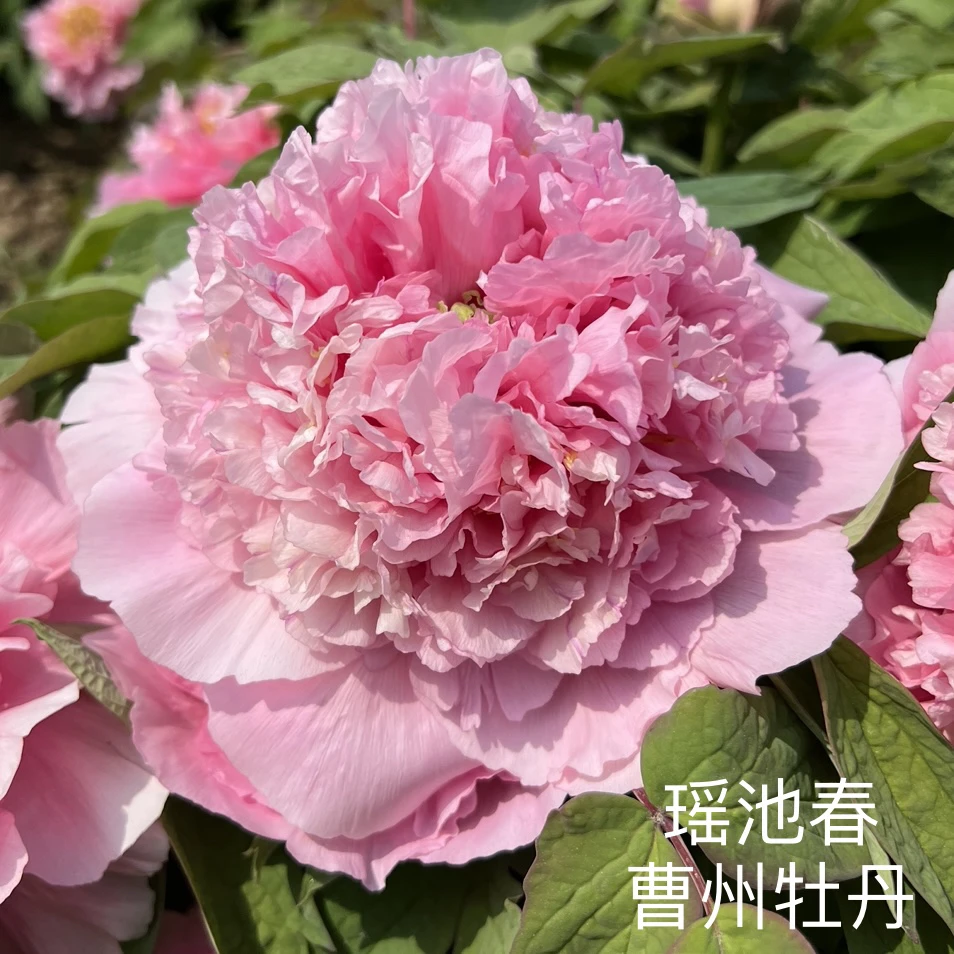 牡丹【瑶池春】先发肥料 秋季发苗