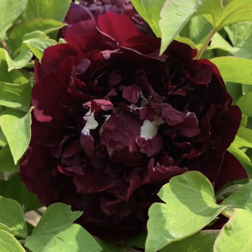 牡丹【泼墨秀】先发肥料 秋季发苗